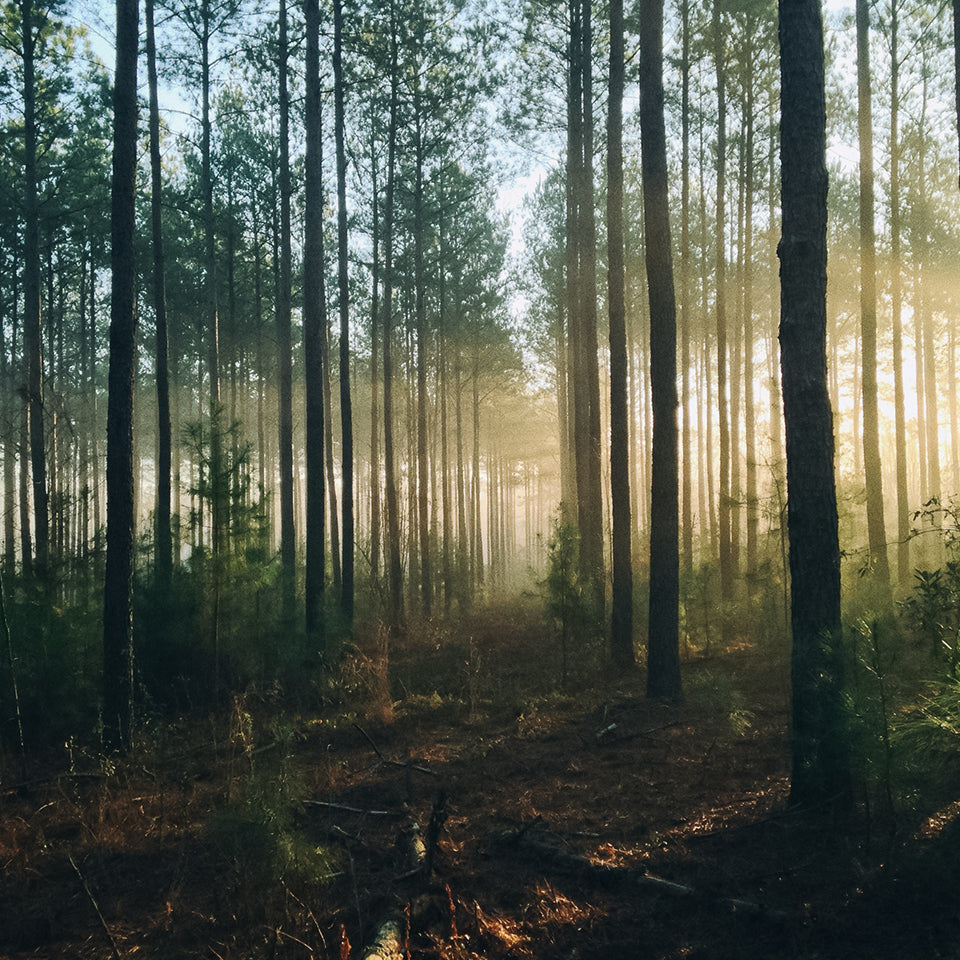 Wald mit Sonnenschein