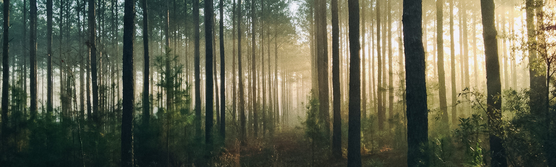 Wald mit Sonnenschein, Desktop Banner