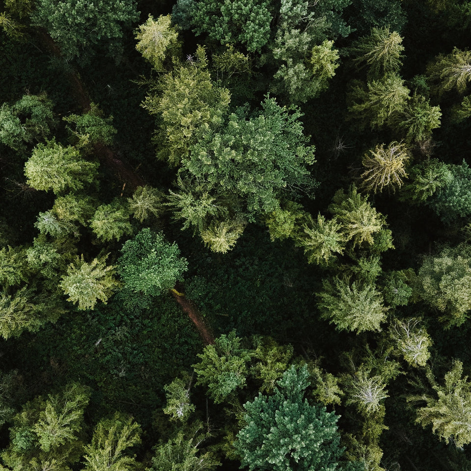Wald von oben fotografiert