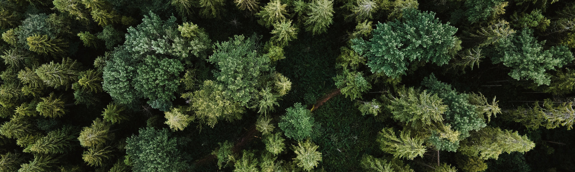 Wald von oben fotografiert, Desktop Banner