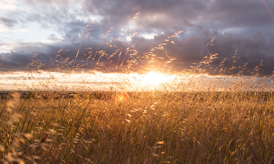 Getreidefeld bei Sonnenuntergang mit wolkigem Himmel
