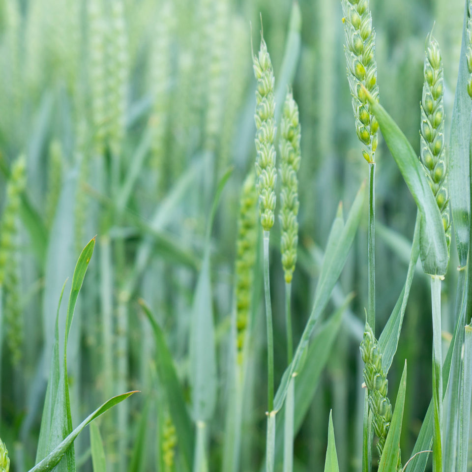 Grüne Ähren in Feld