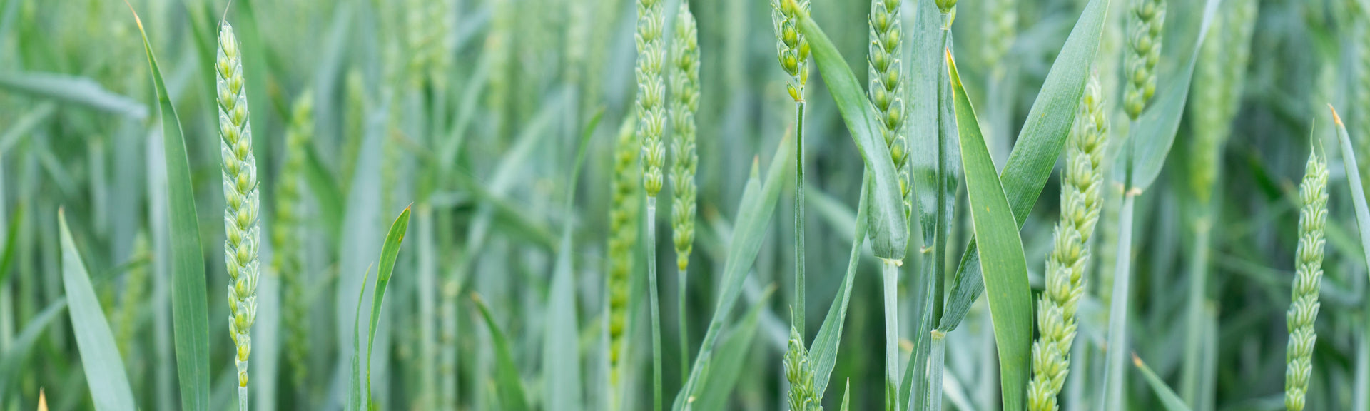 Grüne Ähren in Feld, Desktop Banner