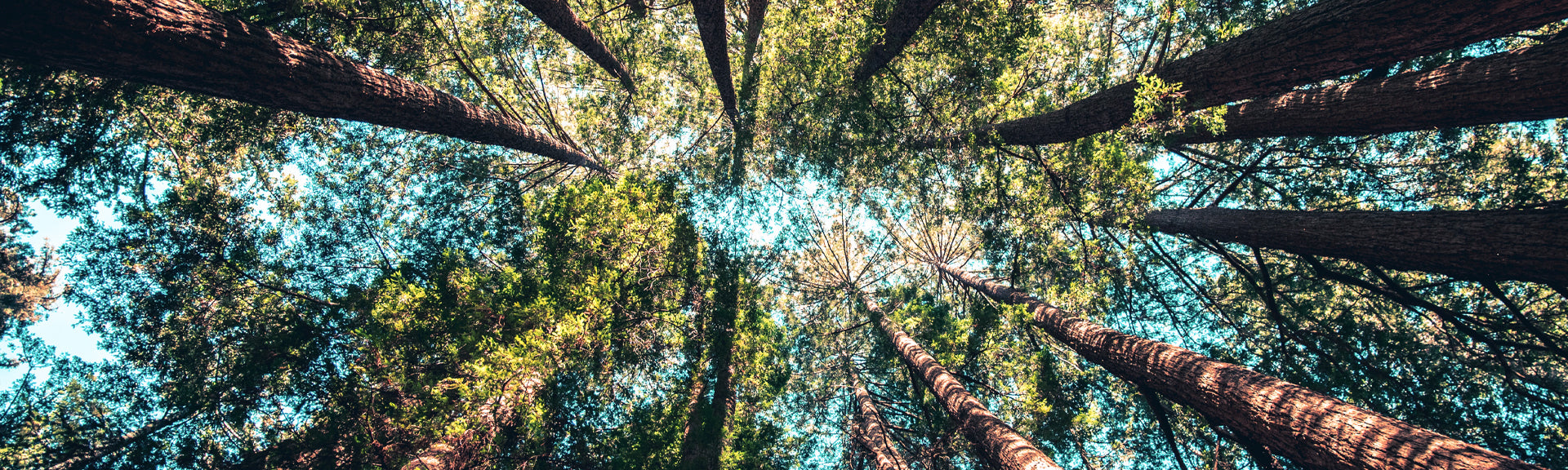 Wald von unten fotografiert, Desktop Banner