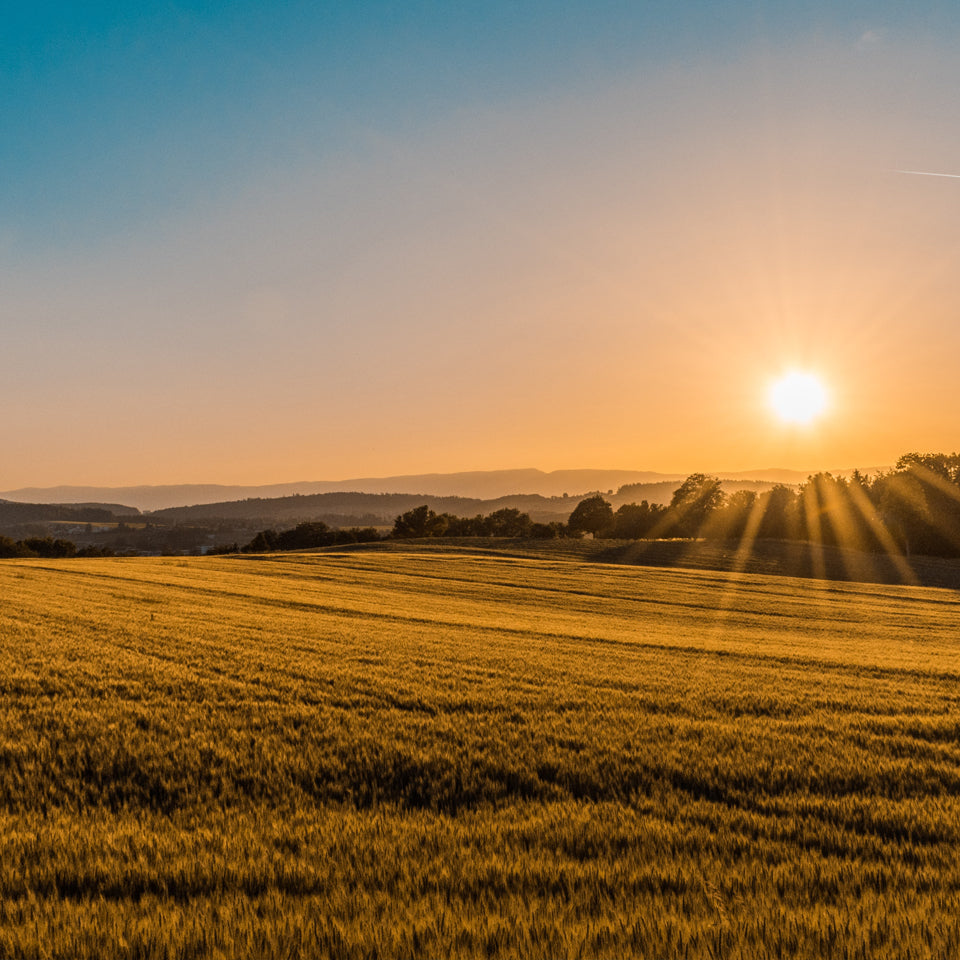 Feld bei Sonnenuntergang